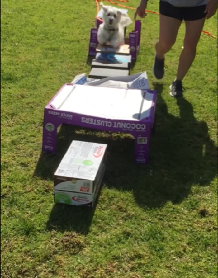 A small dog running through a homemade box tunnel game