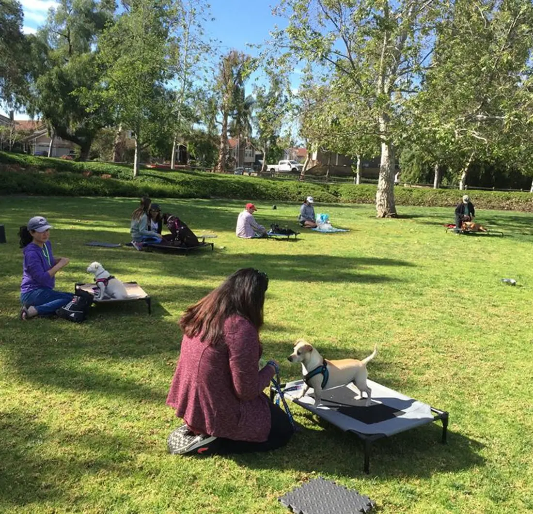 Lynn's group concept-training session in an Irvine park, owners and dogs training together