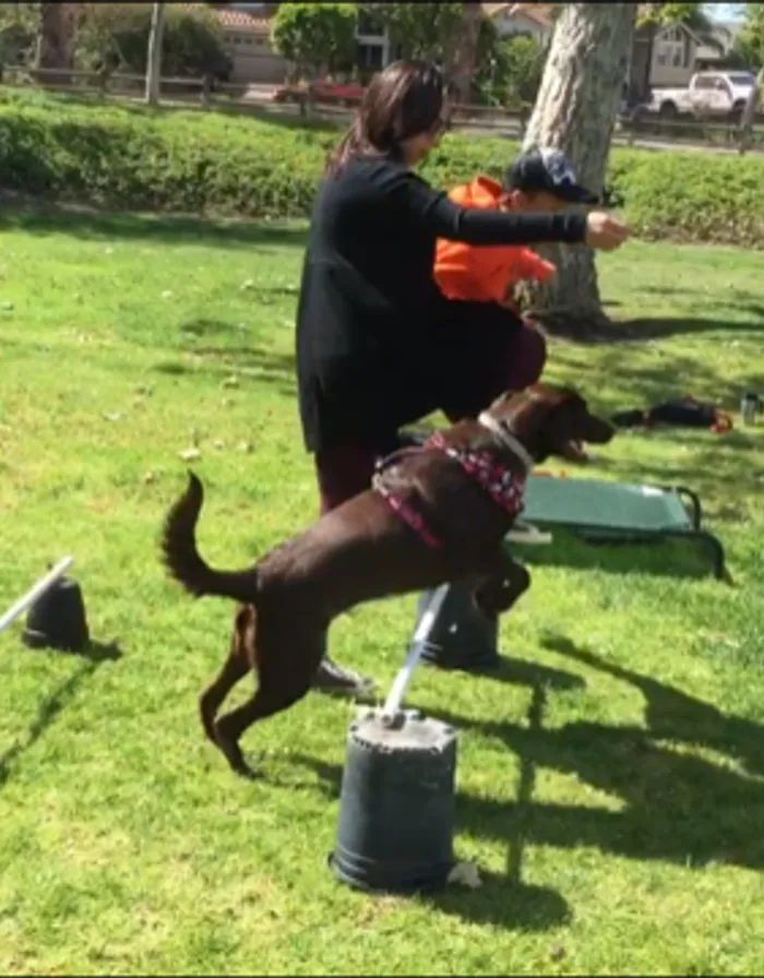 A dog jumping a low bar during a confidence game in the park