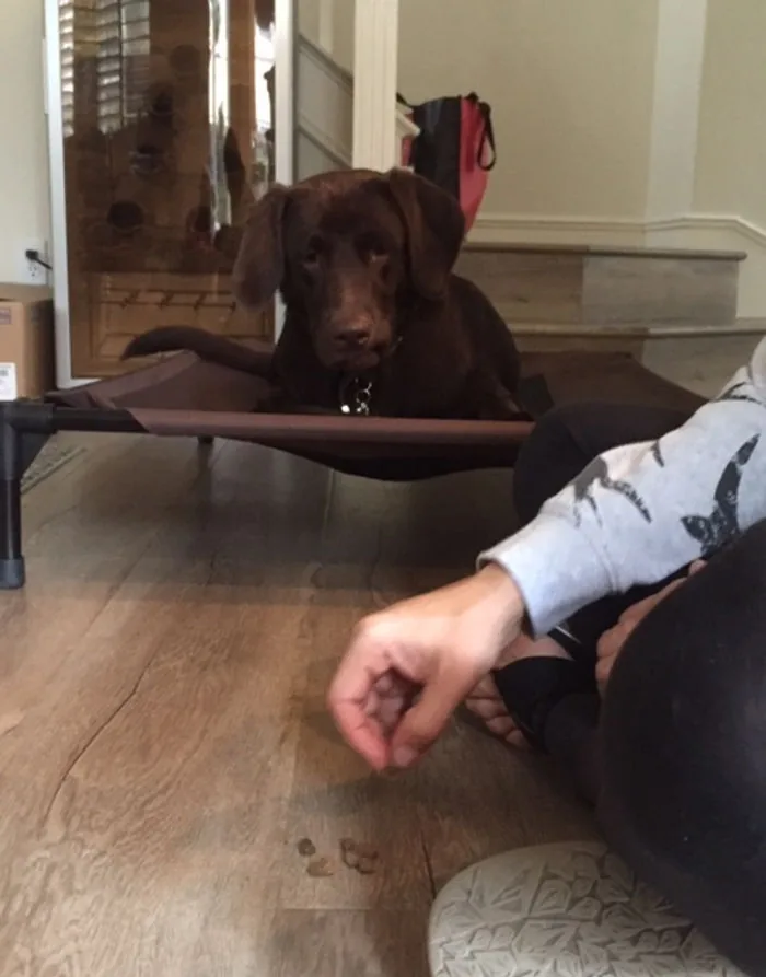 A chocolate lab learning the place game at home with Lynn