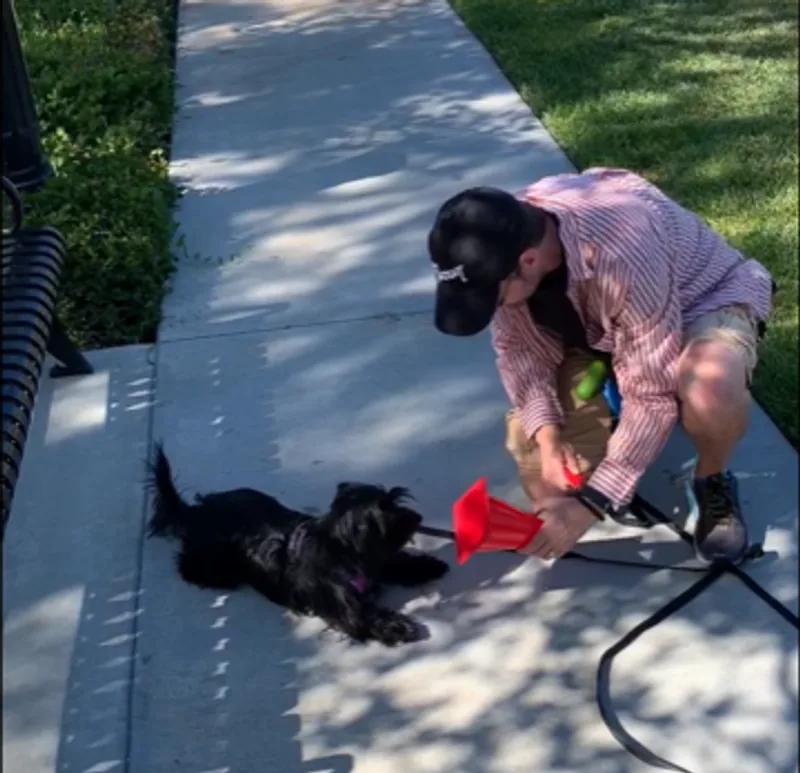 A one-to-one play training session with a small black dog